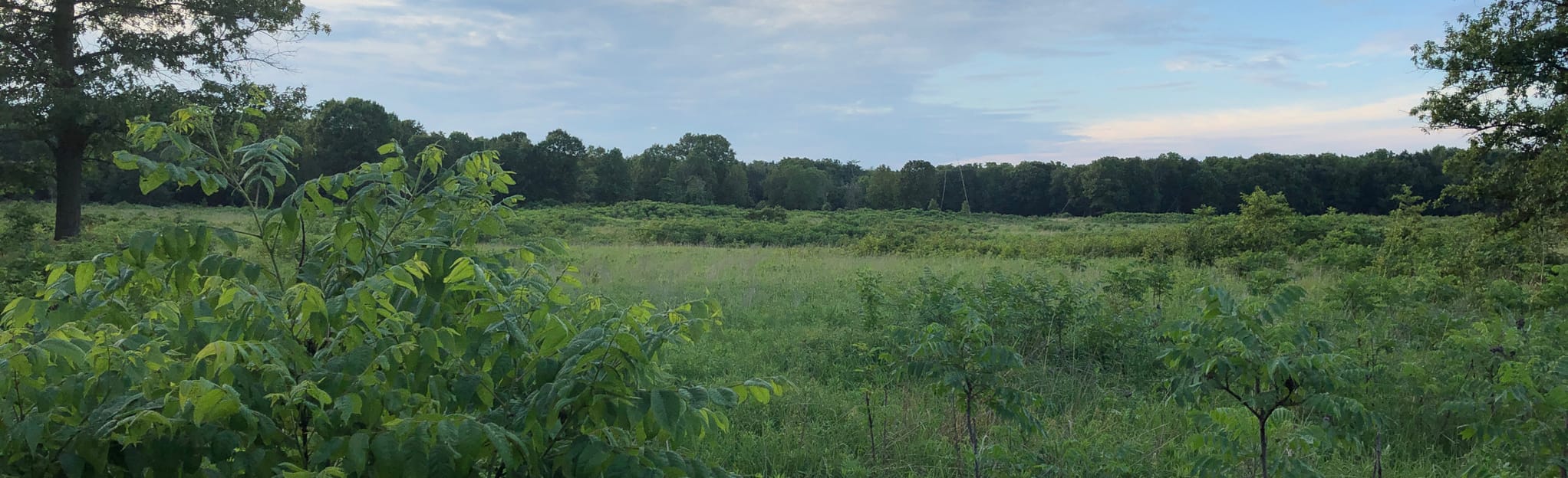 Allerton Park Blue and Red Loop: 262 Reviews, Map - Illinois | AllTrails