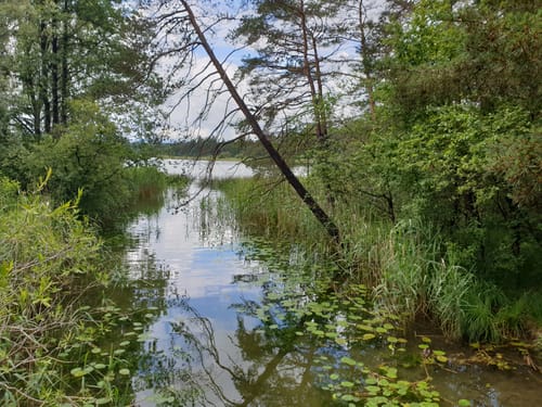 Seeshaupt - Naturschutzgebiet Große Osterseen