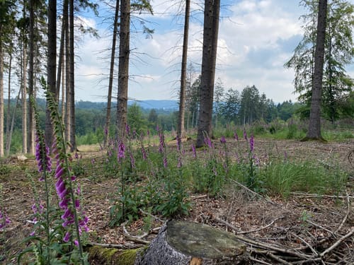 Kleine Runde im Stadtwald Neheim/Lunerwald