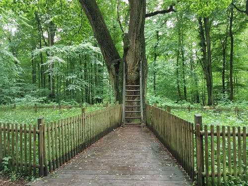 Rundweg Bräutigamseiche