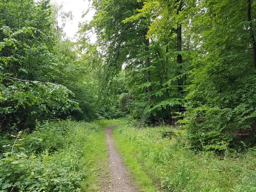 Nordic Walking Dodauer Forst-Route - Lang