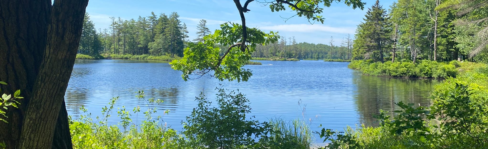 Tully Lake Loop, Massachusetts 56 Reviews, Map AllTrails