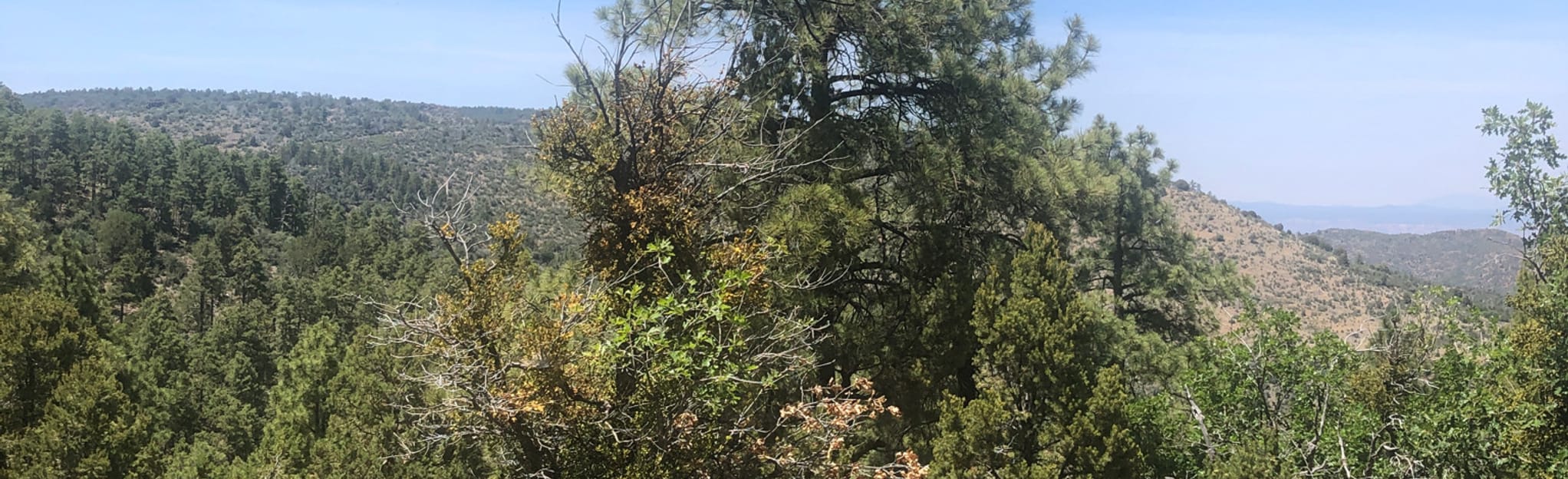 Potato Patch Trail 110 Reviews, Map Arizona AllTrails