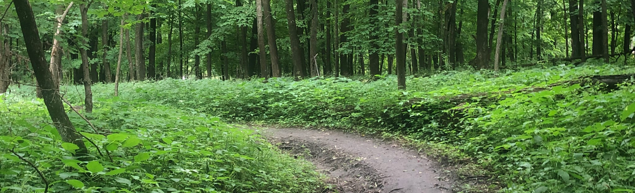AllTrails Ingawanis Woodlands Loop 96 Reviews, Map Iowa