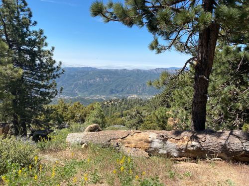 are dogs allowed in los padres national forest