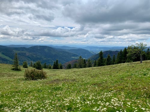 Feldbergsteig (Genießerpfad)