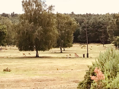 Im Wildgehege Glauer Tal