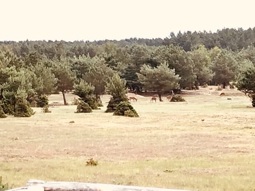 Im Wildgehege Glauer Tal