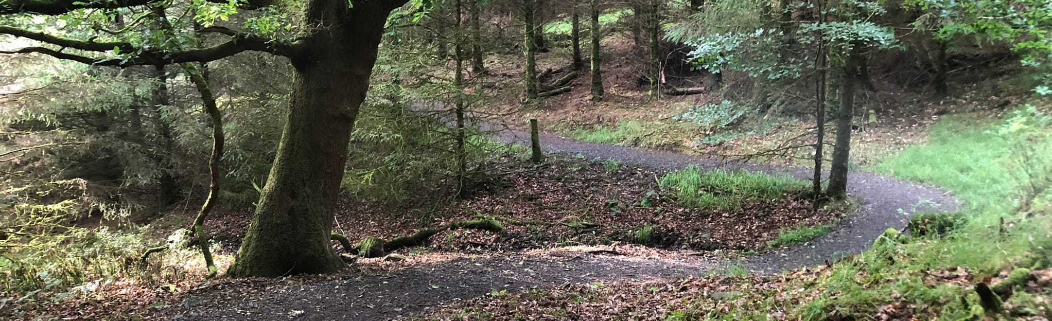 Darkley Forest Trail: 14 Reviews, Map - Armagh City, Banbridge and ...