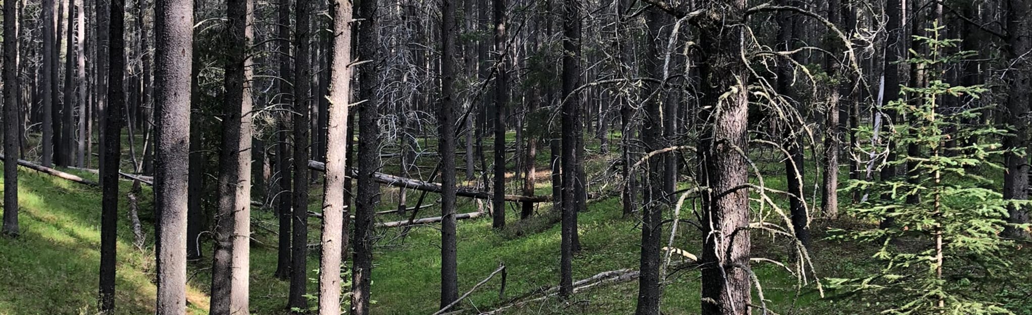 Lodgepole Trail 10 Reviews, Map Saskatchewan, Canada AllTrails