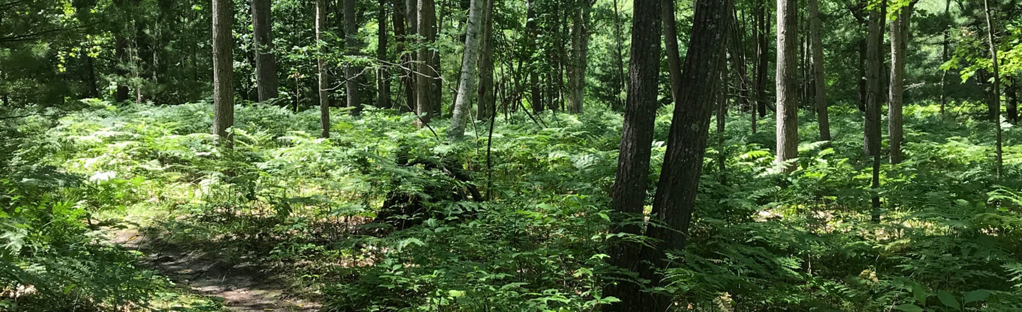 Fisher's Trail 43 Reviews, Map Michigan AllTrails