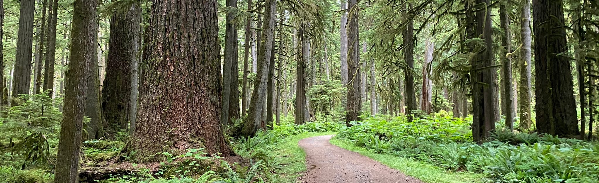 AllTrails Carbon River Rain Forest Nature Trail 48 Reviews, Map