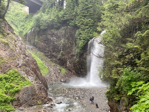 are dogs allowed in mt baker national forest