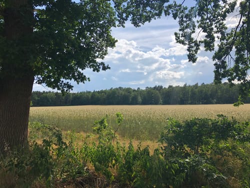 Goldrausch CTF Goldenstedt - 31er Strecke