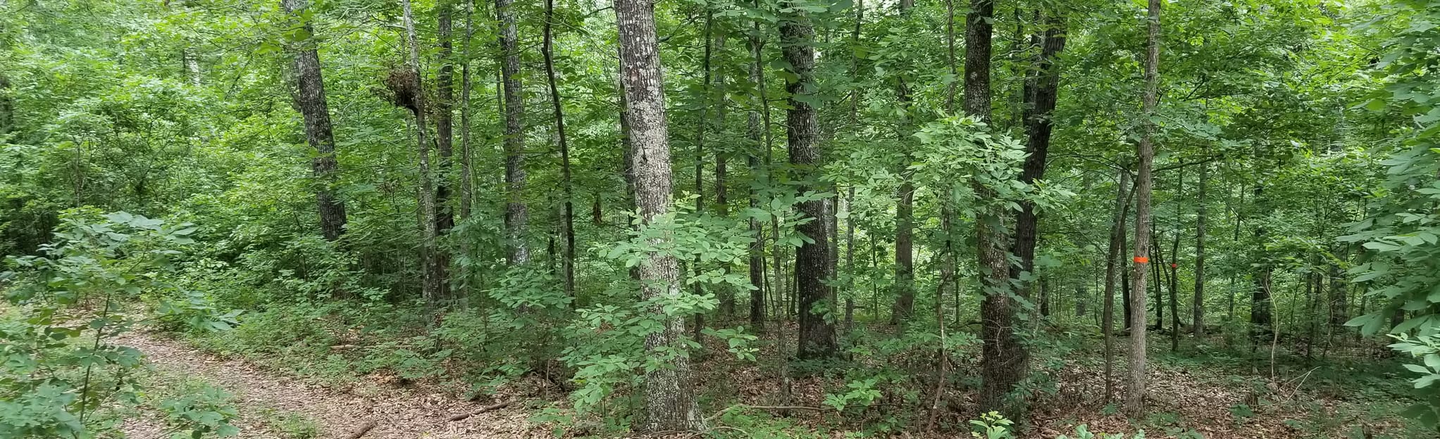 Cedar Grove Horse Trail 19 Reviews, Map Missouri AllTrails