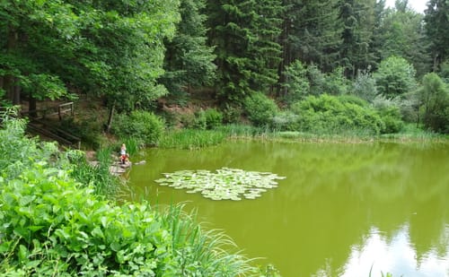 Rundwanderweg Hansenwiese 5: Reihersee-Weg
