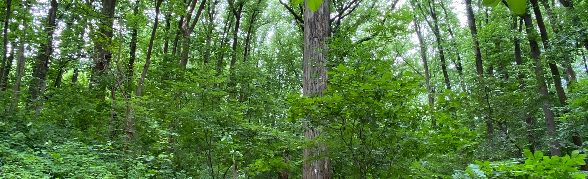 Donaldson Run Loop, Virginia 383 Reviews, Map AllTrails