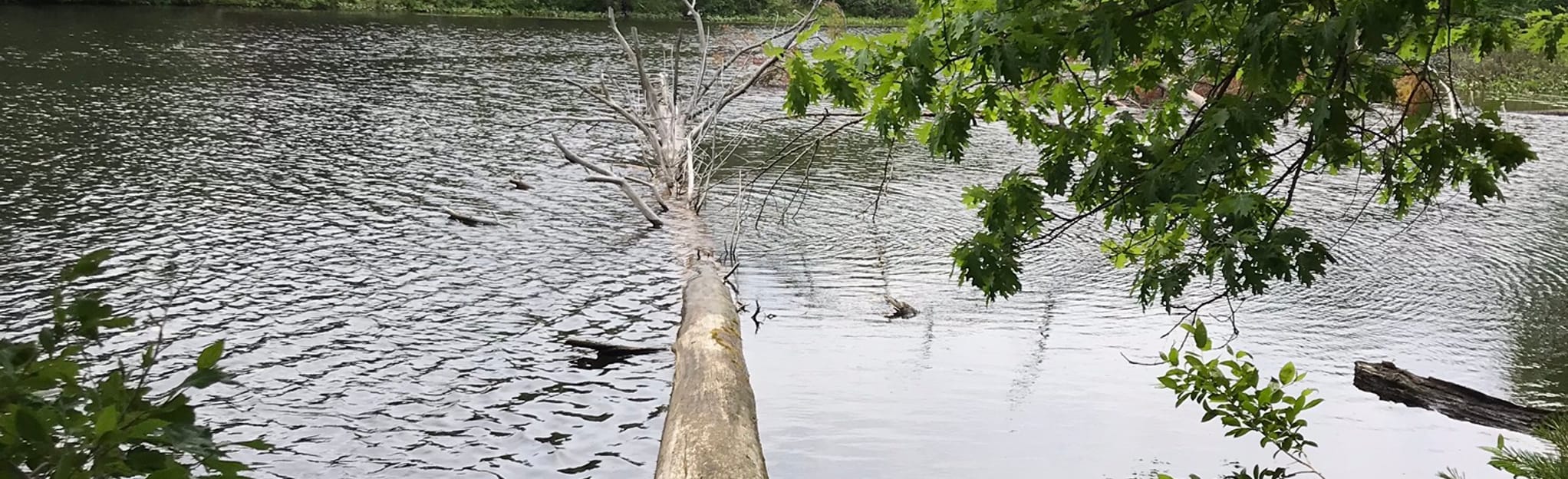 Shaker Woods Reserve Trail 41 Reviews, Map Maine AllTrails