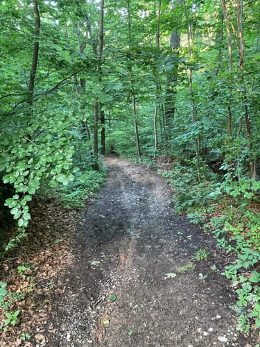 Dornhaldenwald Rundweg