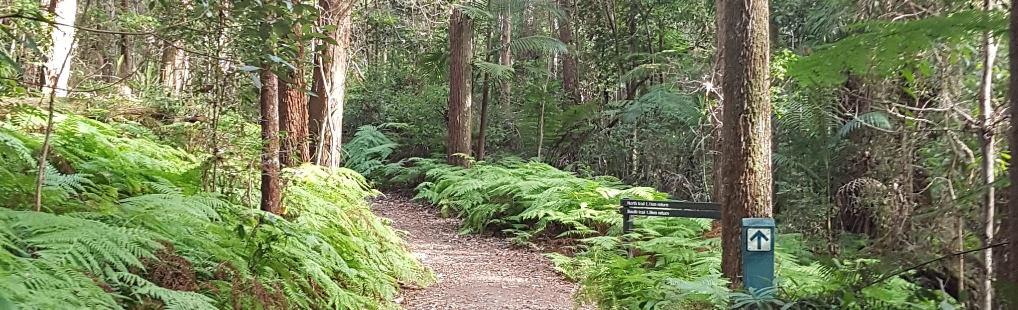 Apple Tree Park North & South Trails, Queensland, Australia 13