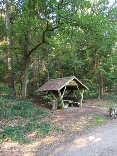 Durch den Börsteler Wald