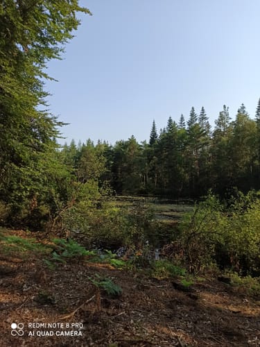 Durch den Börsteler Wald