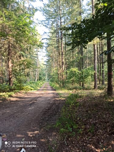Durch den Börsteler Wald