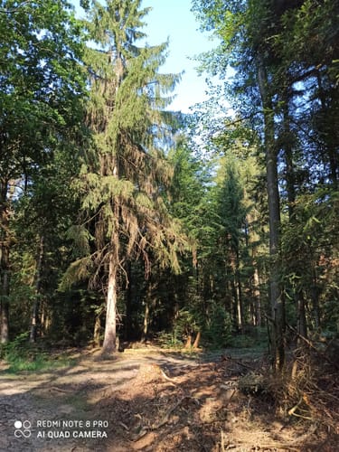 Durch den Börsteler Wald