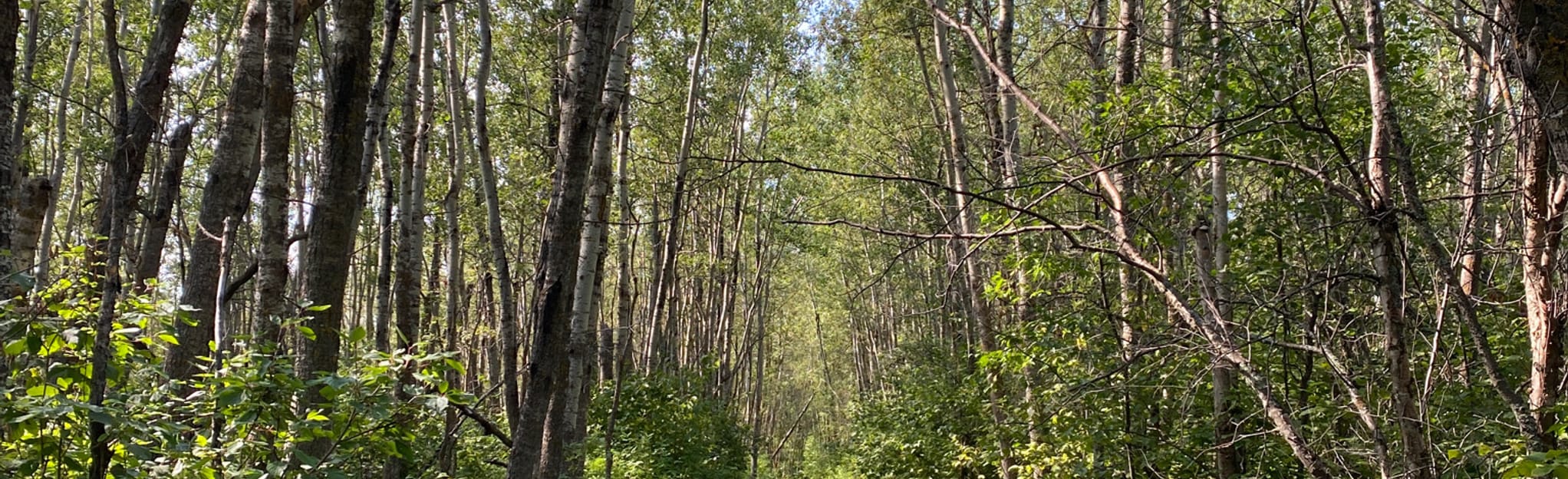 North Cooking Lake Trail 40 foto's Alberta, Canada AllTrails