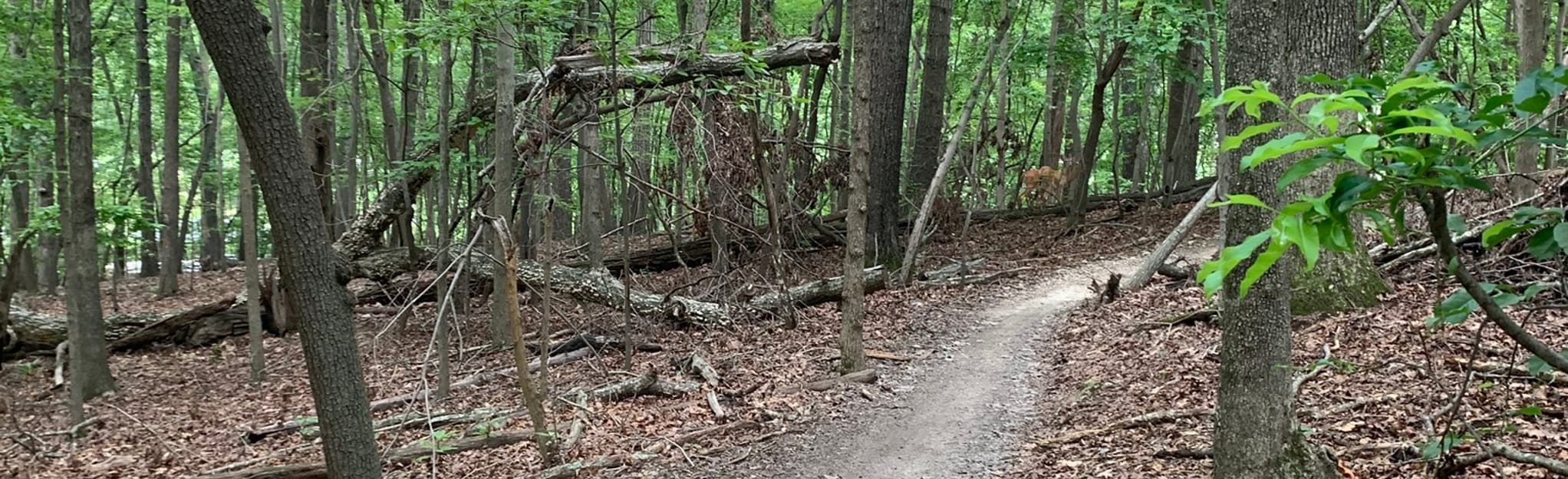 Copperhead Trail 353 Reviews, Map North Carolina AllTrails