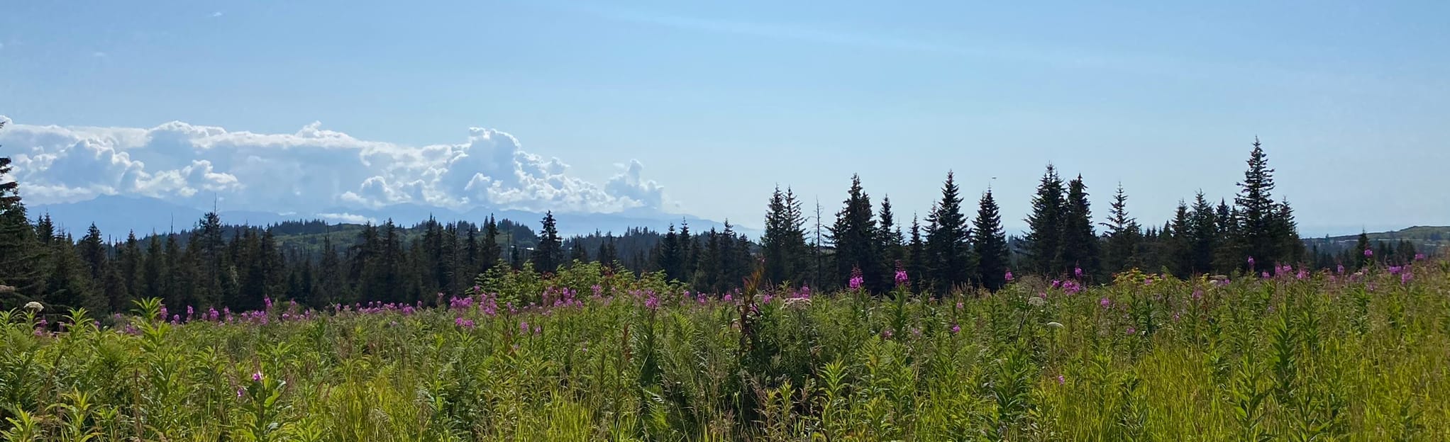 Homestead Trail Loop Alaska AllTrails