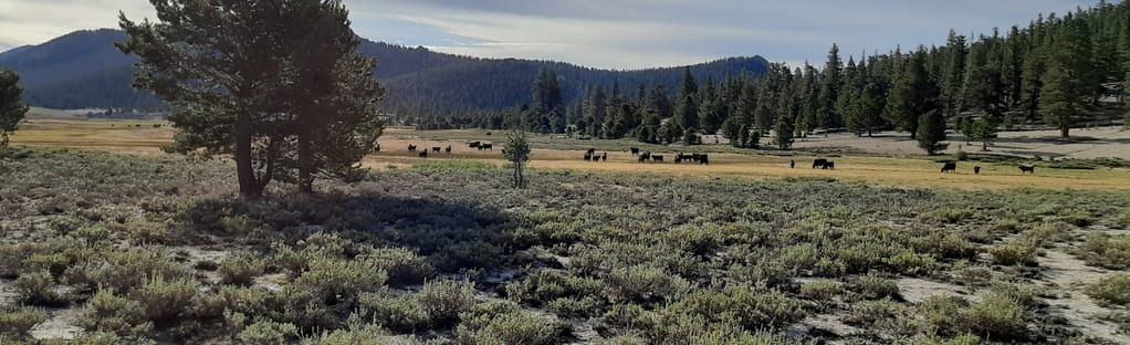 Horseshoe meadows outlet campground