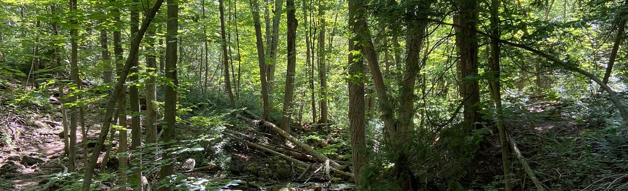 Bruce Trail Silver Creek to Terra Cotta 156 Reviews, Map Ontario