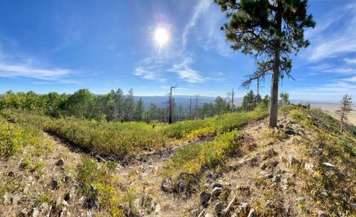 are dogs allowed in black hills national forest