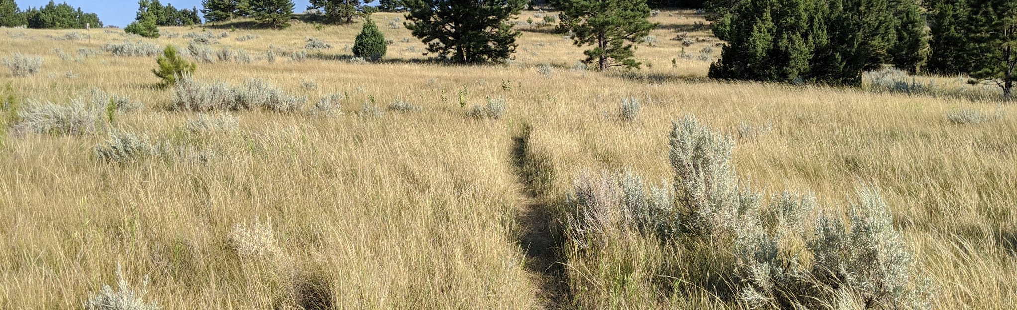 Ponderosa Trail, Montana 31 Reviews, Map AllTrails