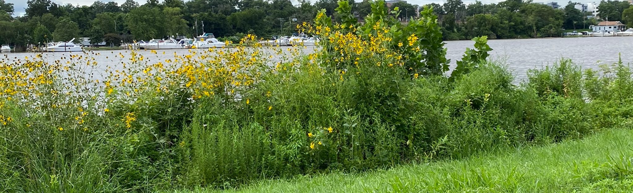 Anacostia Riverwalk Trail Section - EyJidWNrZXQiOiJhc3NldHMuYWxsdHJhaWxzLmNvbSIsImtleSI6InVwbG9hZHMvcGhvdG8vaW1hZ2UvMjg2MTc2MTgvYzBlMzEyYTk5ZDY1ZjQxN2RhN2EyOWIwMmZkMDEwOGUuanBnIiwiZWRpdHMiOnsidG9Gb3JtYXQiOiJqcGVnIiwicmVzaXplIjp7IndpZHRoIjoyMDQ0LCJoZWlnaHQiOjYyNCwiZml0IjoiY292ZXIifSwicm90YXRlIjpudWxsLCJqcGVnIjp7InRyZWxsaXNRdWFudGlzYXRpb24iOnRydWUsIm92ZXJzaG9vdERlcmluZ2luZyI6dHJ1ZSwib3B0aW1pc2VTY2FucyI6dHJ1ZSwicXVhbnRpc2F0aW9uVGFibGUiOjN9fX0=