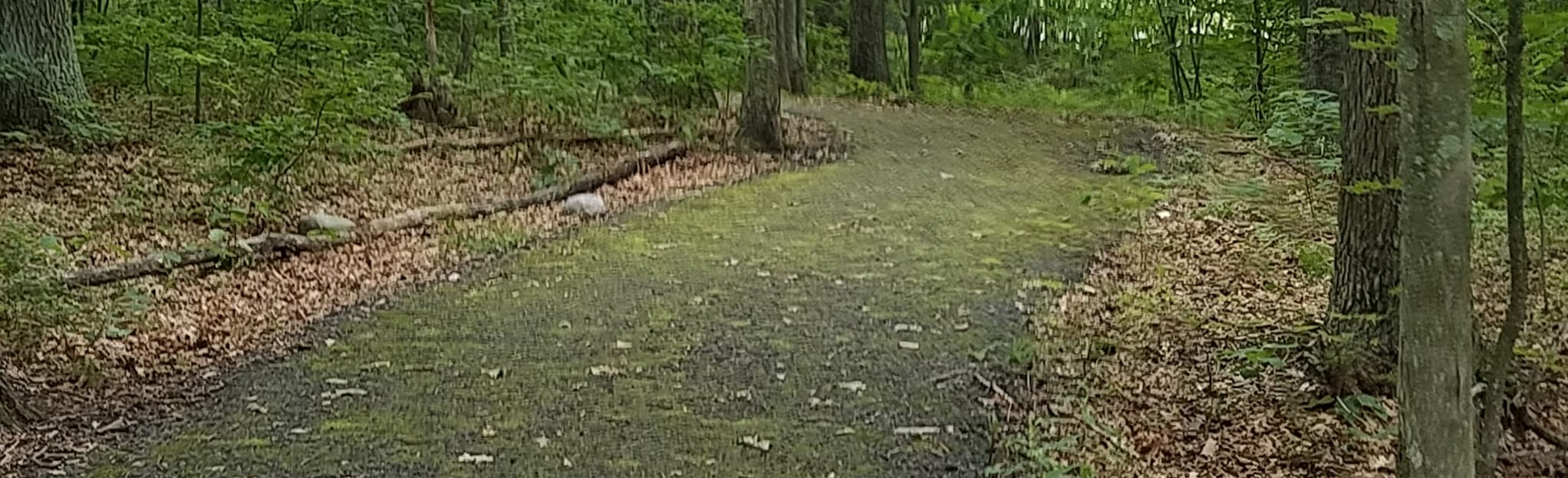 Archbald Pothole Loop 34 Reviews, Map Pennsylvania AllTrails