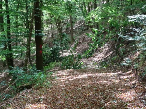Falkensteiner Schlucht und Burg Falkenstein