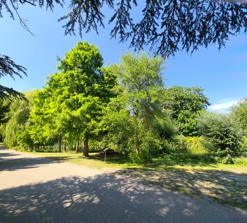 Durch den Loki-Schmidt-Garten