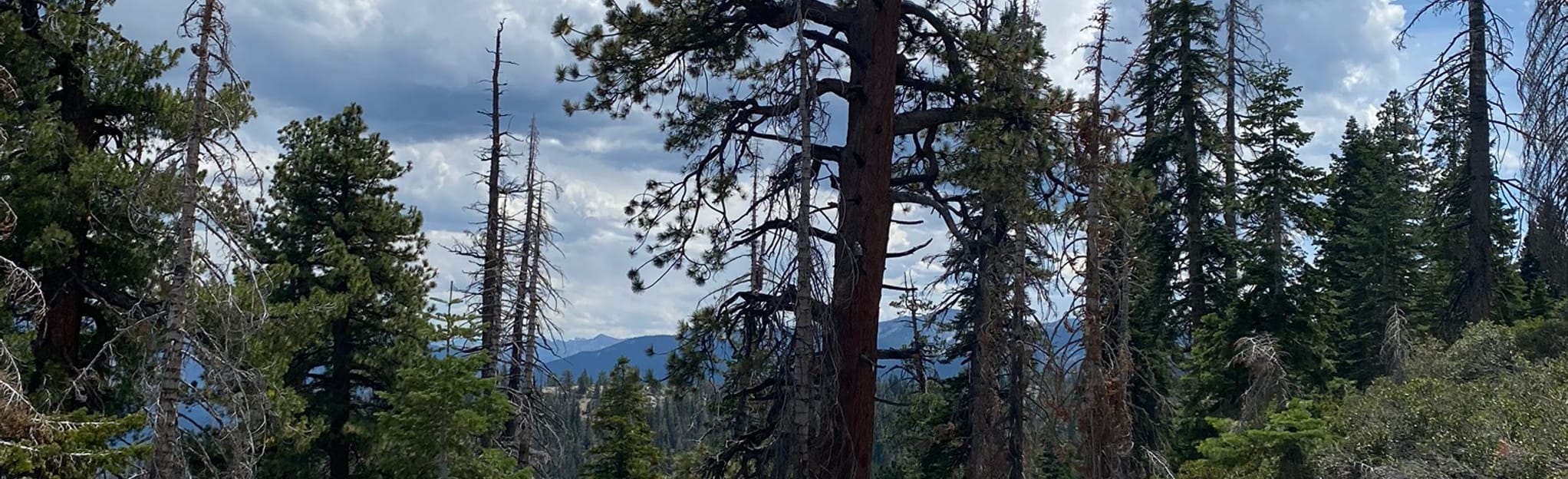 Mount Tom Fire Lookout OHV Trail, California 18 Reviews, Map AllTrails