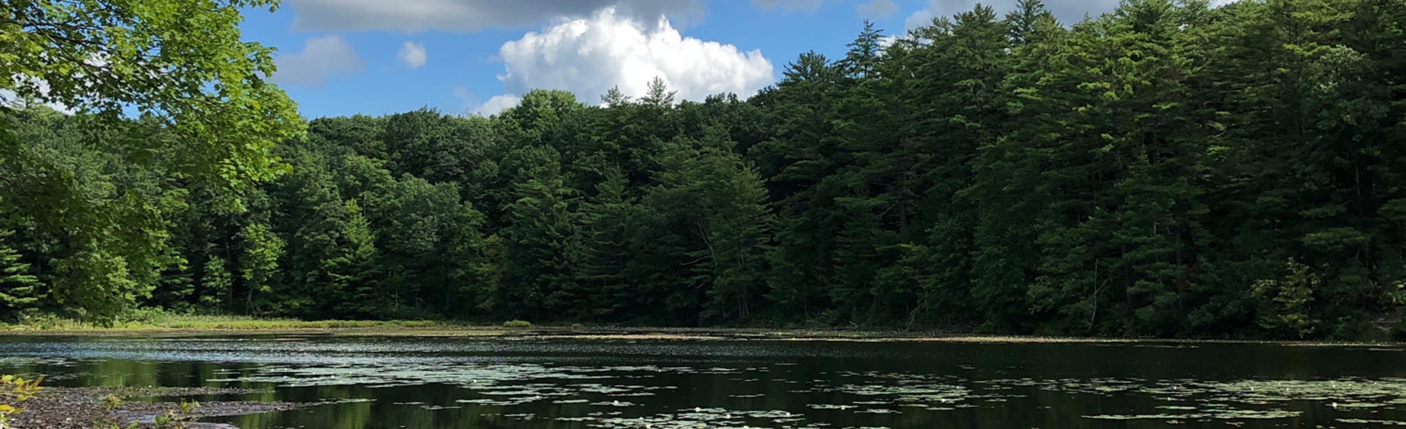 Chenango Lake, Woodland, Cabin, Sylvan, Lily Lake Trails Long Loop, 223