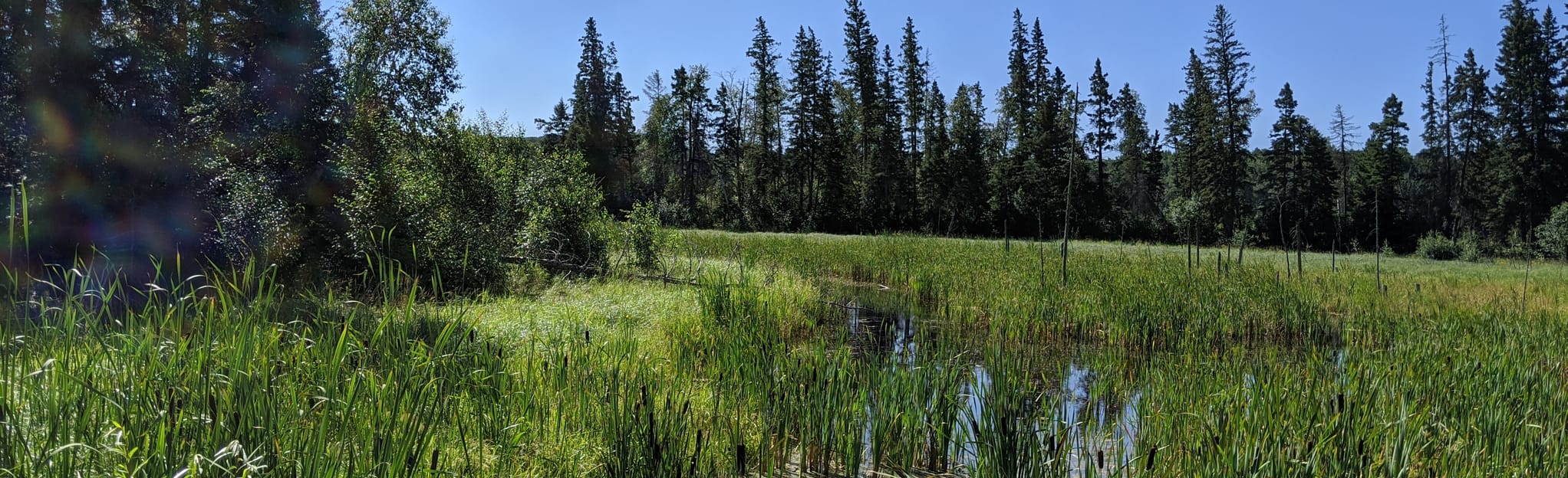 Ski Hill, Fire Tower and Rundle Lake loop 5 Reviews, Map