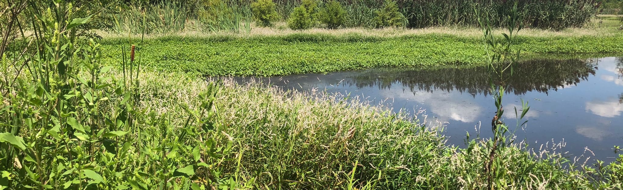 AllTrails Silver Creek Preserve Loop 100 Reviews, Map Illinois