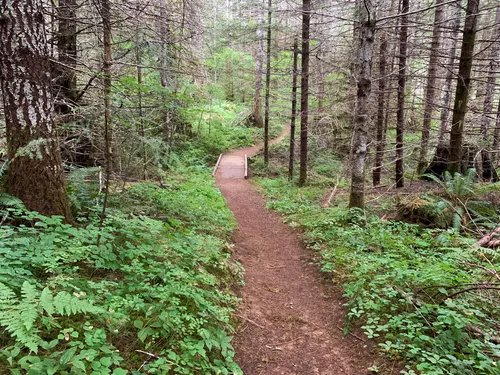 Best Easy Trails in Tillamook State Forest | AllTrails