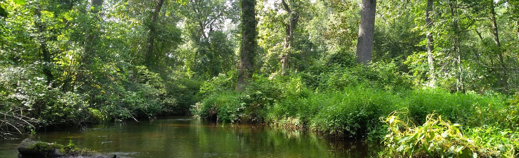 Rainbow Lake Paddle, New Jersey 2 Reviews, Map AllTrails