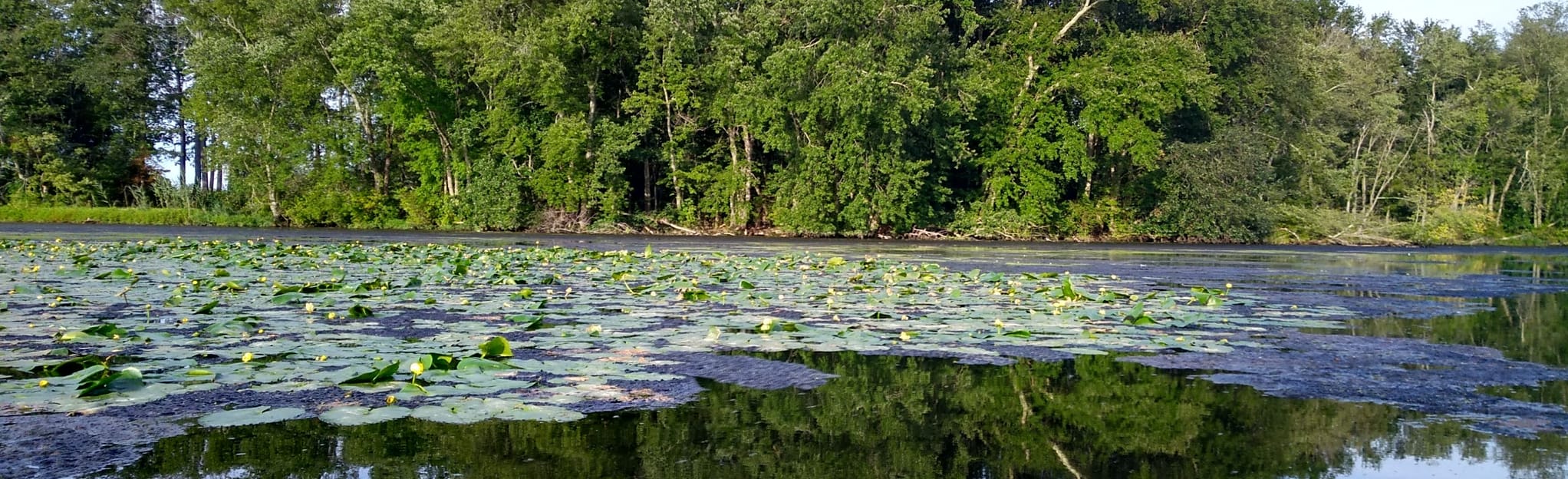 Bostwick Lake Paddle New Jersey 2 Reviews Map AllTrails