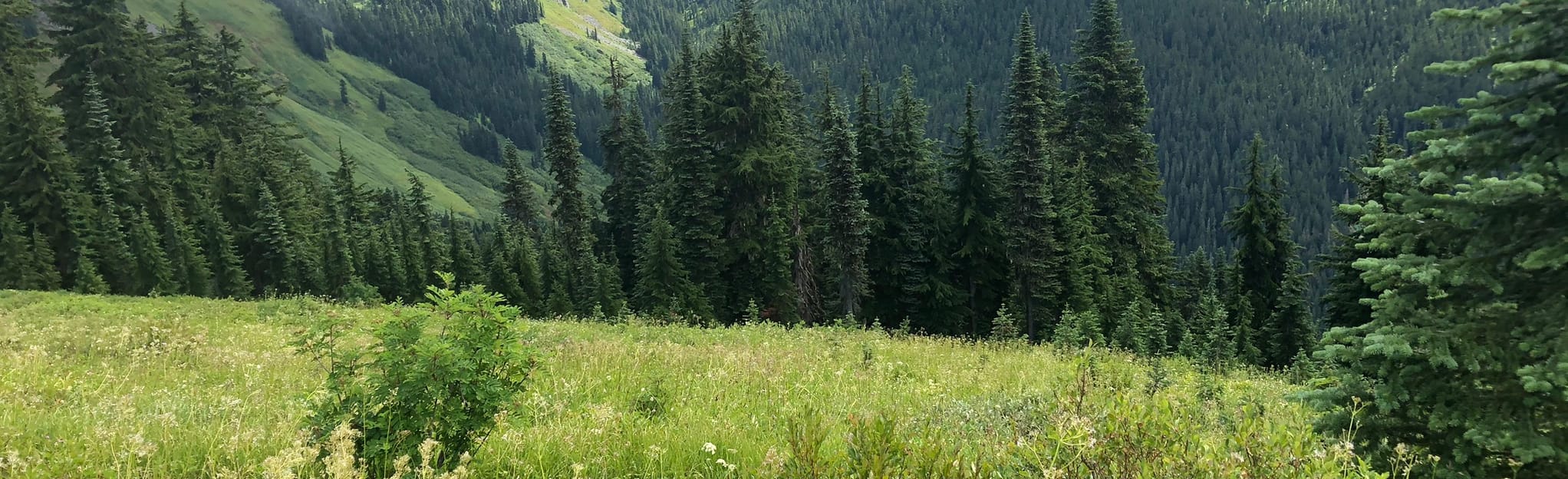 West Cady Ridge Trail to Bench Mark Mountain, Washington - 44 Reviews ...