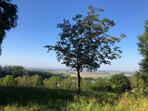 Waldwanderung Wartenberg - Große Runde