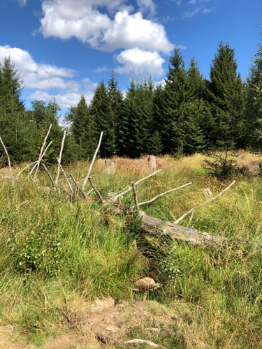 Soonwaldsteig Etappe 4: Ellerspring - Rheinböllen