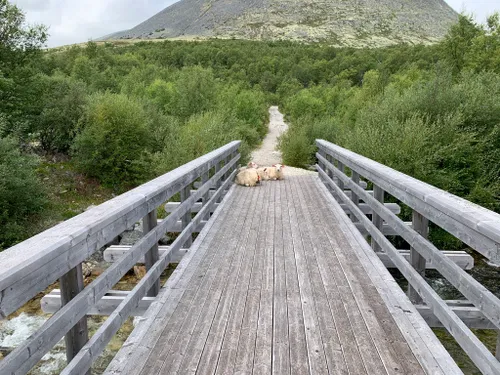 2023 Best 10 Forest Trails In Rondane National Park | AllTrails